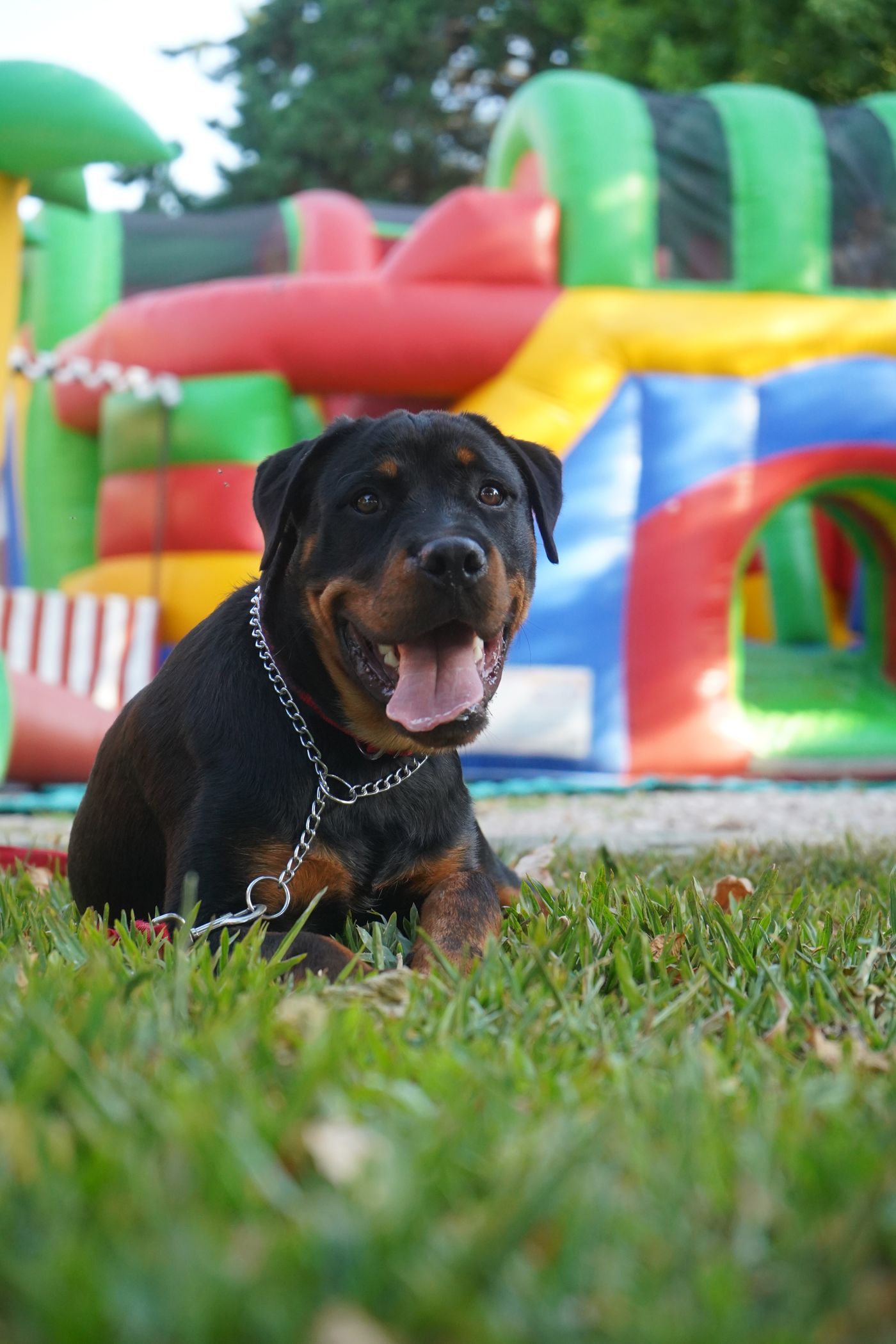Dog park La Trattoria Gonnet (11)