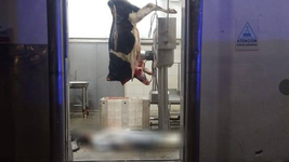un trabajador del frigorifico gorina se descompenso y murio mientras despostaba una vaca un trabajador del frigorifico gorina se descompenso y murio mientras despostaba una vaca