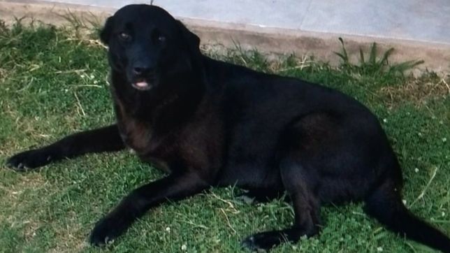 un platense ofrece una insolita recompensa para hallar a su perra: es todo lo que tengo