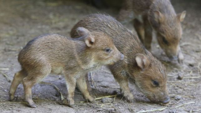 conservacion y alegria en la plata: nacieron tres pecaries de collar en el bioparque