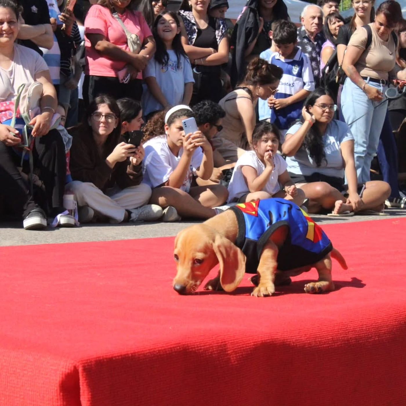 Las mascotas volverán a desfilar en la Plaza Azcuénaga de La Plata