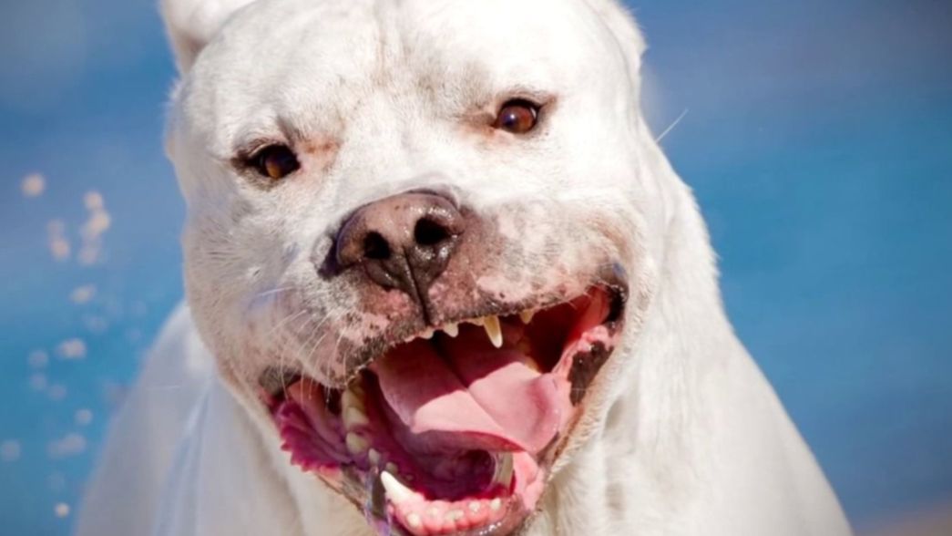 Otro feroz ataque de un dogo terminó con una mujer gravemente herida