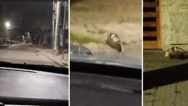 video: una comadreja suelta soprendio en pleno casco urbano de la plata