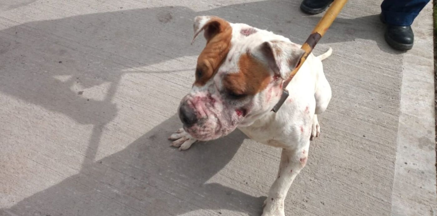 Pitbull - ataque- ensenada