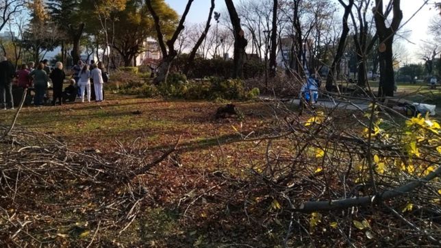 vecinos de la plata piden explicaciones por la poda del arbolado publico