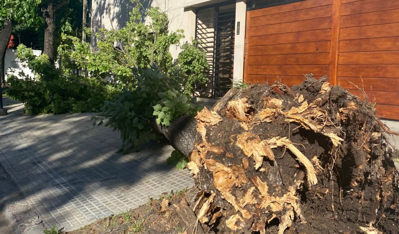 Copia de Copia de Tapa horizontal (1).png