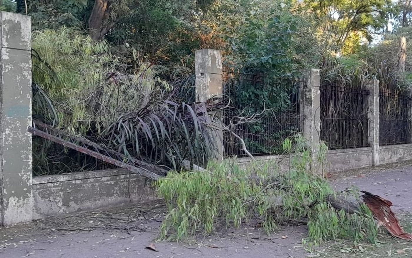 Árbol ex zoo de La Plata.jpg