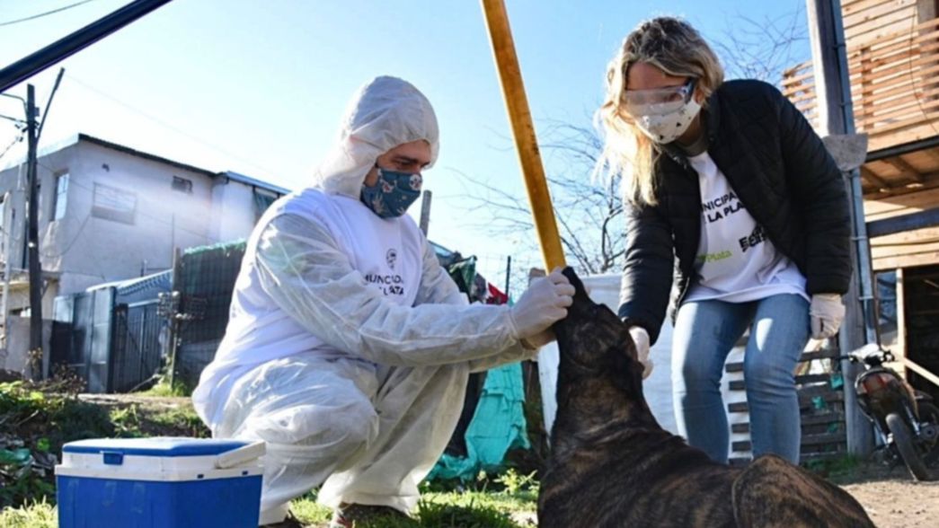 La Municipalidad reforzó los operativos puerta a puerta para vacunar a las mascotas