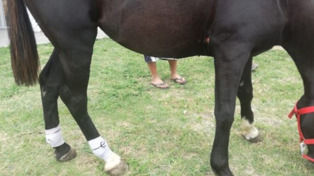rescataron a matilda y brownie y ya son 27 los caballos recuperados en lo que va del ano