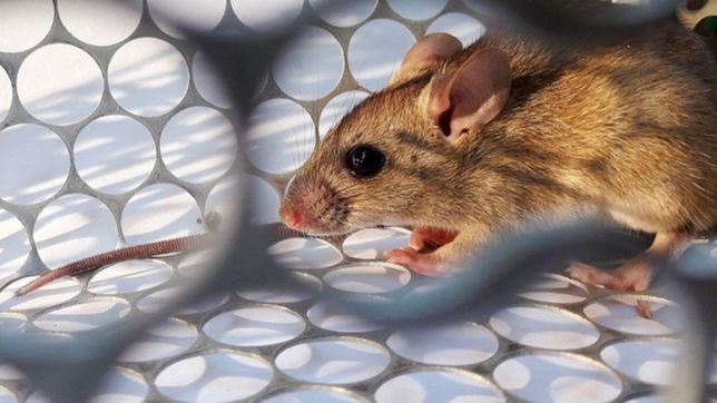 el berissense internado en la plata por hantavirus sigue grave pero evoluciona lentamente