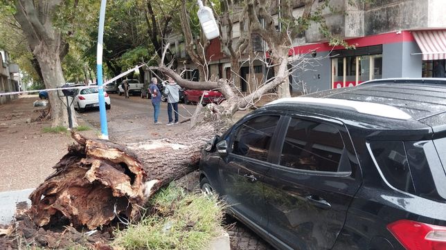 un arbol cayo sobre un auto en la plata y la conductora se salvo de milagro