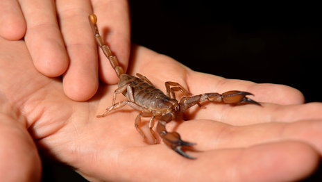 Difunden un protocolo para saber qué hacer y a dónde ir ante las picaduras de alacranes en La Plata Difunden un protocolo para saber qué hacer y a dónde ir ante las picaduras de alacranes en La Plata
