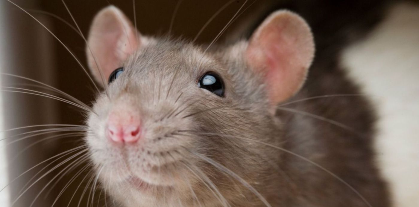 1664915983667.jpg?x=3&y=63&width=1494&height=747&rotate=0&scaleX=1&scaleY=1&ow=1500&oh=1000&&cw=1920&ch=950