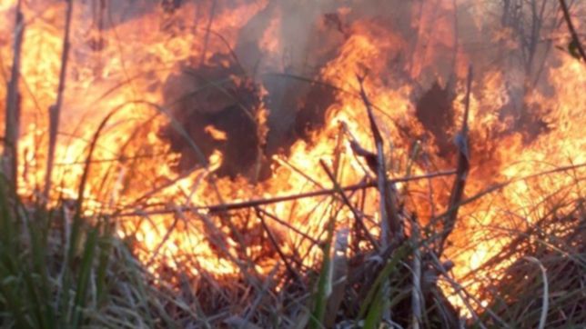 susto en el parque ecologico por un incendio que provocaron dos menores de edad