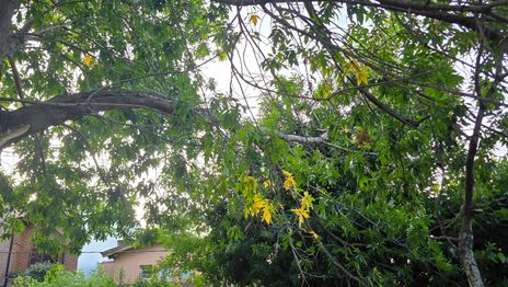 Una cuadra de City Bell, en alerta por la rama de un árbol que se desprendió y pone en riesgo a los vecinos Una cuadra de City Bell, en alerta por la rama de un árbol que se desprendió y pone en riesgo a los vecinos