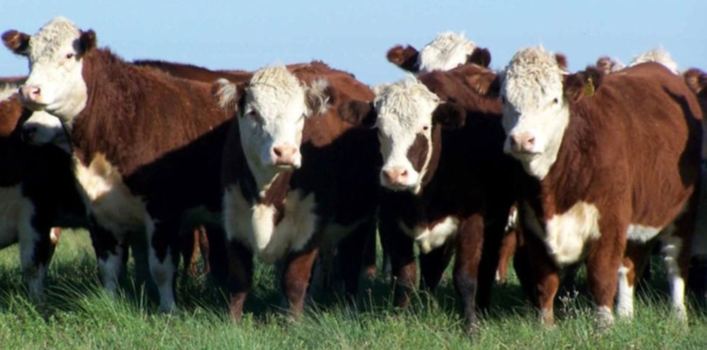 1554074627728.jpg?y=76&height=472&rotate=0&scaleY=1&x=12&width=943&scaleX=1&ow=950&oh=713&&cw=1920&ch=950