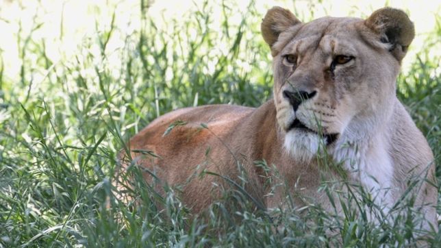 video: asi llegaban al santuario de minnesota los leones del zoo platense