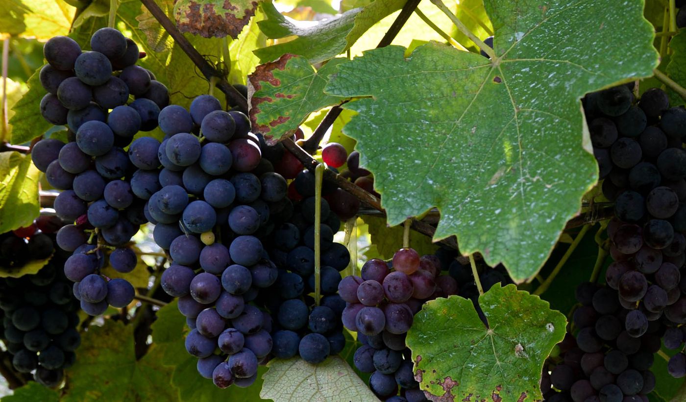 Viñedos de Berisso.jpg