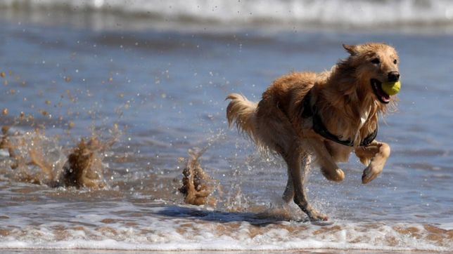 correa, identificacion, vacunas y mas: las recomendaciones para vacacionar con mascotas