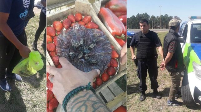 papas, frutillas y cocaina: vendia droga usando como pantalla un puesto de fruta y verdura en olmos