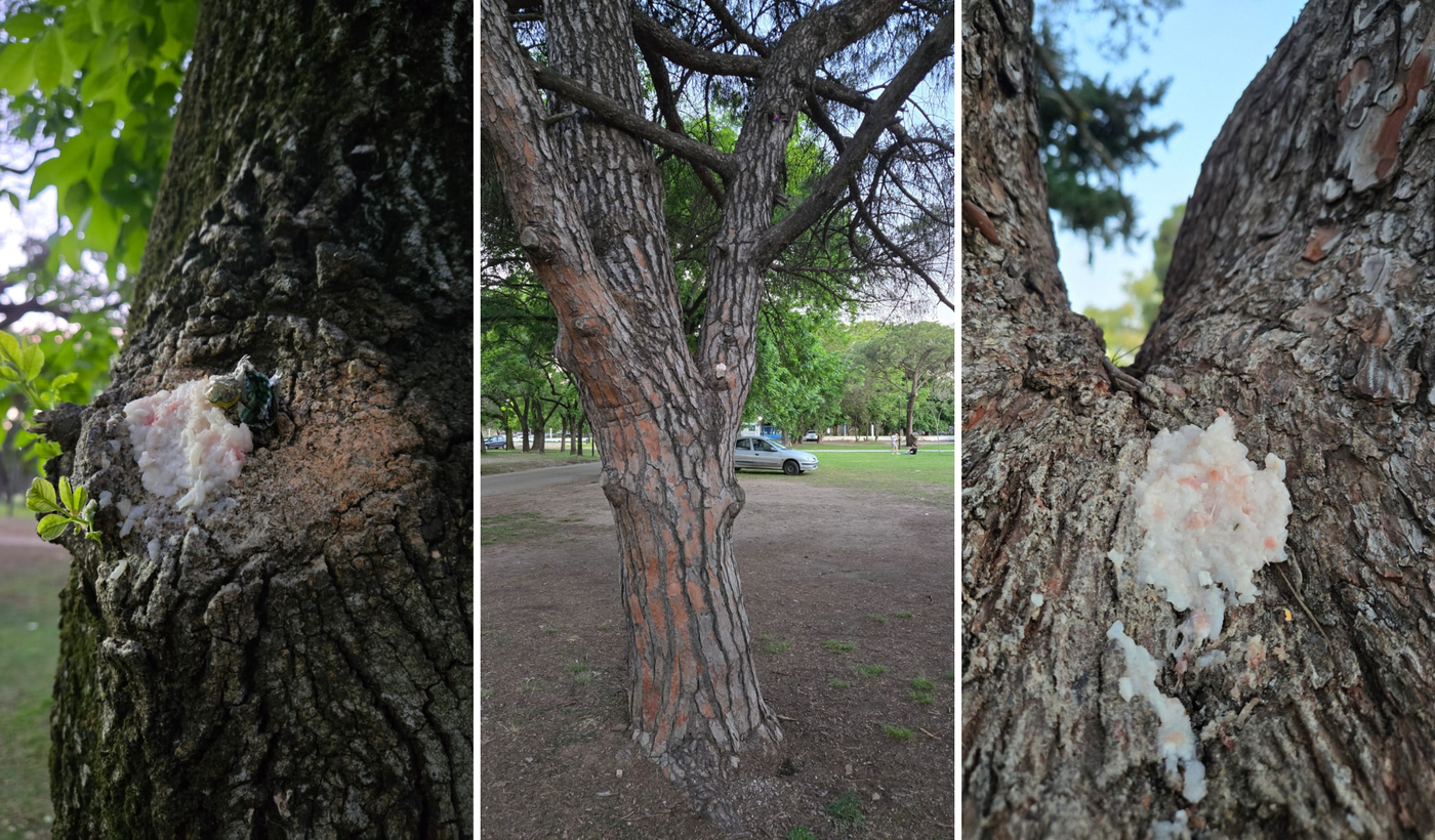 Diseño sin título - 2024-10-20T114844.103.png