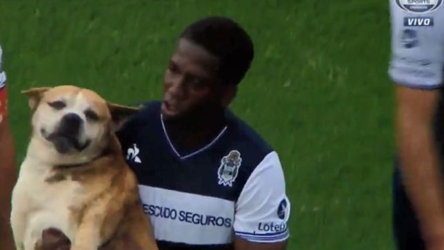video: metieron un perro para hacer tiempo y lo tuvo que sacar hurtado