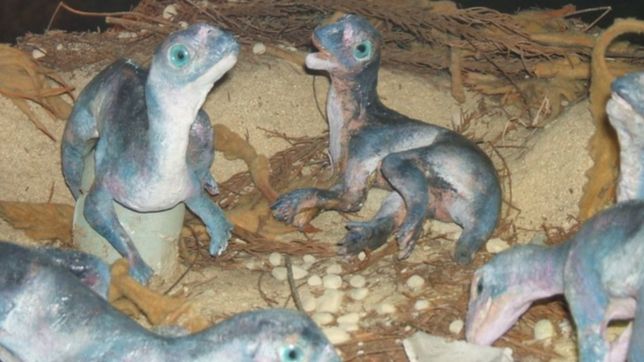 un investigador platense descubrio como gateaba un dinosaurio bebe