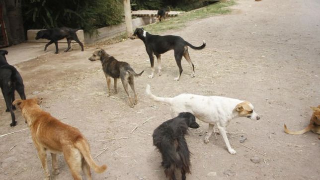un nene de 5 anos fue atacado por una jauria de perros y esta internado