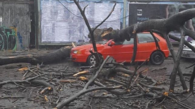 video: un arbol cayo arriba de un auto en medio del temporal y lo destrozo por completo