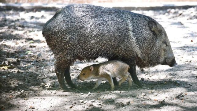 el grave ataque que sufrio el pecari del bioparque se metio en la agenda de los concejales