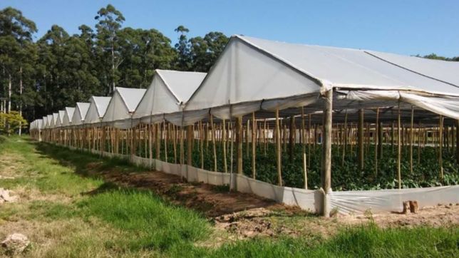 el concejo tratara el proyecto para regular la superficie de los invernaderos de la plata