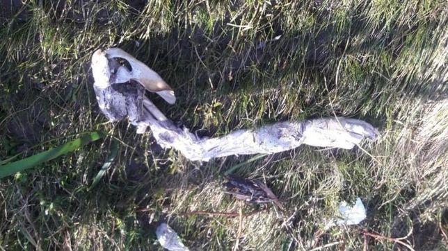 sigue el misterio por el brazo humano encontrado en berisso: hallaron pelos y ropa