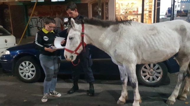 rescataron a copo de nieve y ya son 25 los caballos recuperados en lo que va del ano
