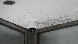 ¿que significa que la plata este en un brote de dengue? ¿que significa que la plata este en un brote de dengue?