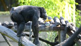 la vida de tomy, el chimpance que resiste al olvido en el bioparque y esta por cumplir medio siglo la vida de tomy, el chimpance que resiste al olvido en el bioparque y esta por cumplir medio siglo
