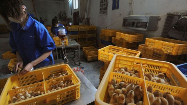 china confirmo el primer contagio humano de gripe aviar h10n3