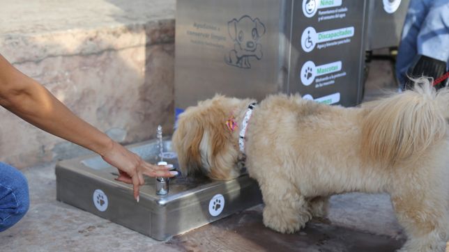 proponen colocar bebederos para mascotas en todas las plazas y parques
