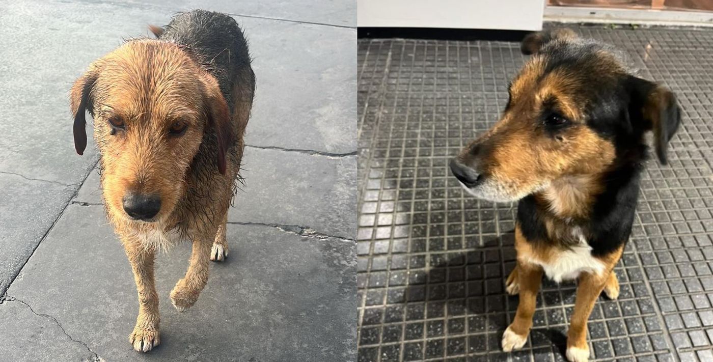 perros axion