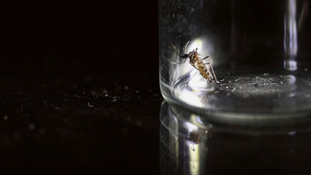 ¿A cuántos grados puede sobrevivir el mosquito del dengue?