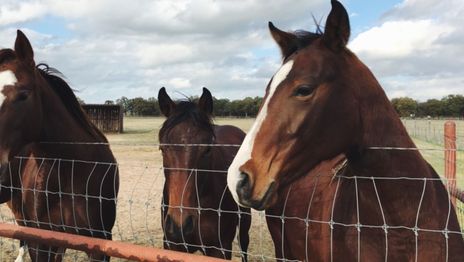 Caballos