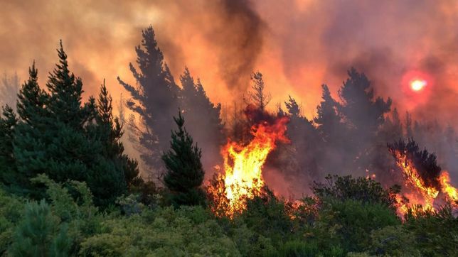 un colectivo de la plata busca enviar borcegos a la patagonia para brigadistas que combaten el fuego