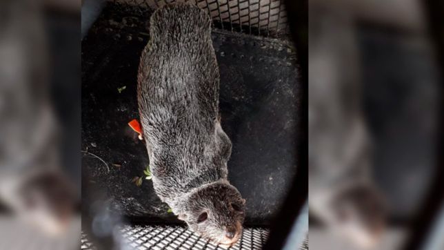 video: el emotivo momento en el que el lobo marino bebe fue liberado en el rio de la plata