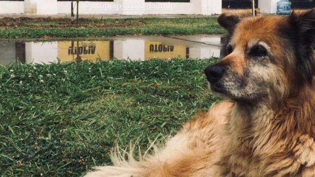 emocion y tristeza en la despedida de psiquis, la perrita que era mascota en la unlp