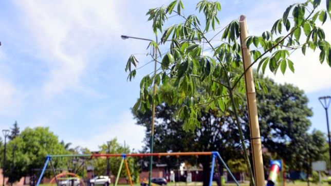 avanza el plan de recuperacion del arbolado publico en la plata