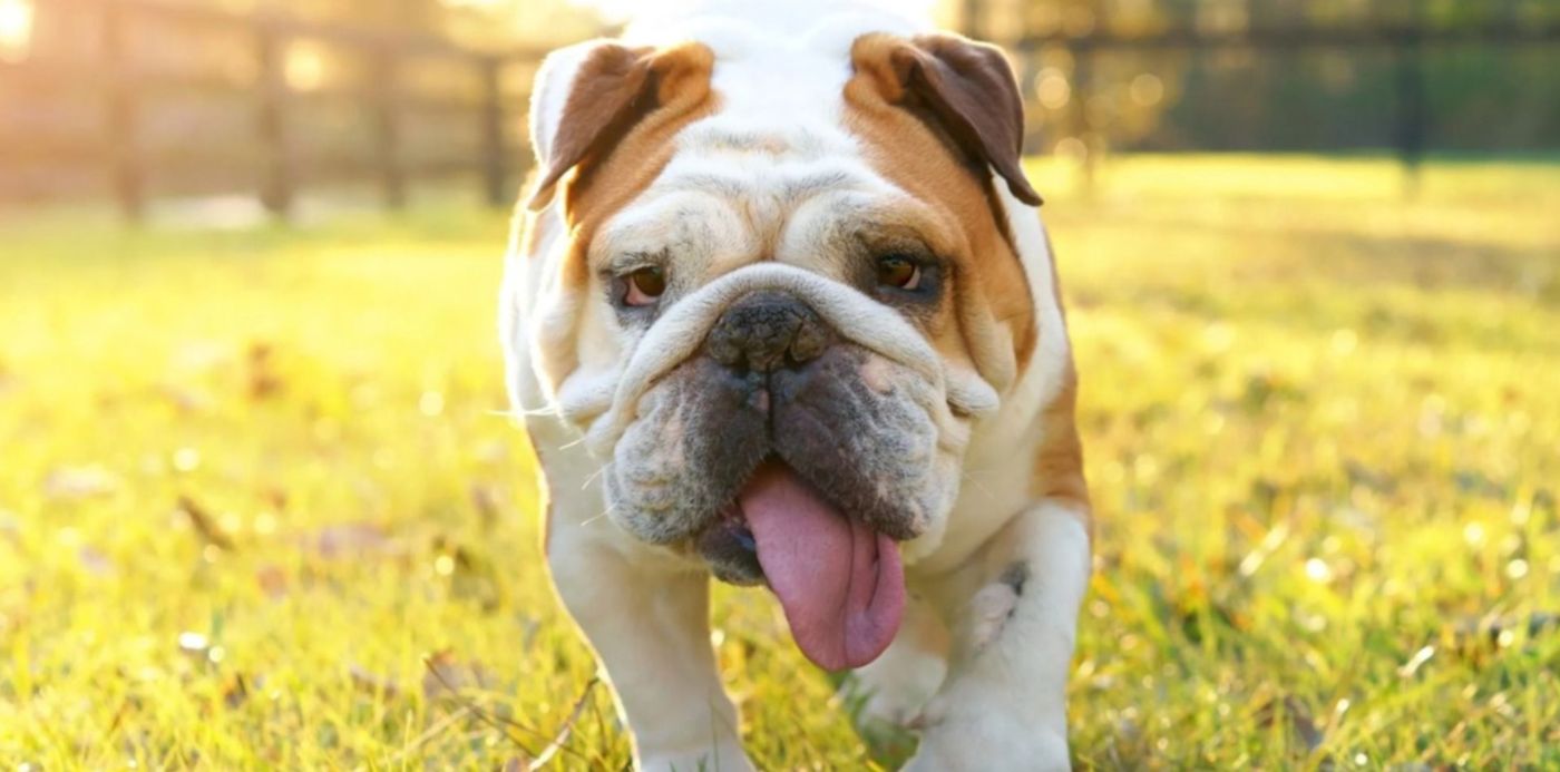 1559502629141.jpg?rotate=0&scaleY=1&ow=1500&height=739&scaleX=1&oh=843&x=9&y=6&width=1478&&cw=1920&ch=950