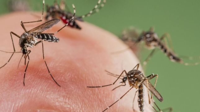 vecinos del hipodromo denuncian que el barrio esta tomado por mosquitos