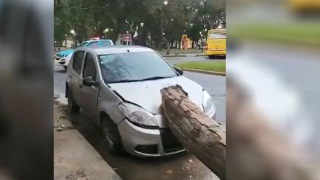 tormenta en la plata: cayo un arbol y destrozo un auto