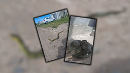 una serpiente de mas de un metro causo sorpresa en la plata: ¿que especie es y como hay que proceder? una serpiente de mas de un metro causo sorpresa en la plata: ¿que especie es y como hay que proceder?