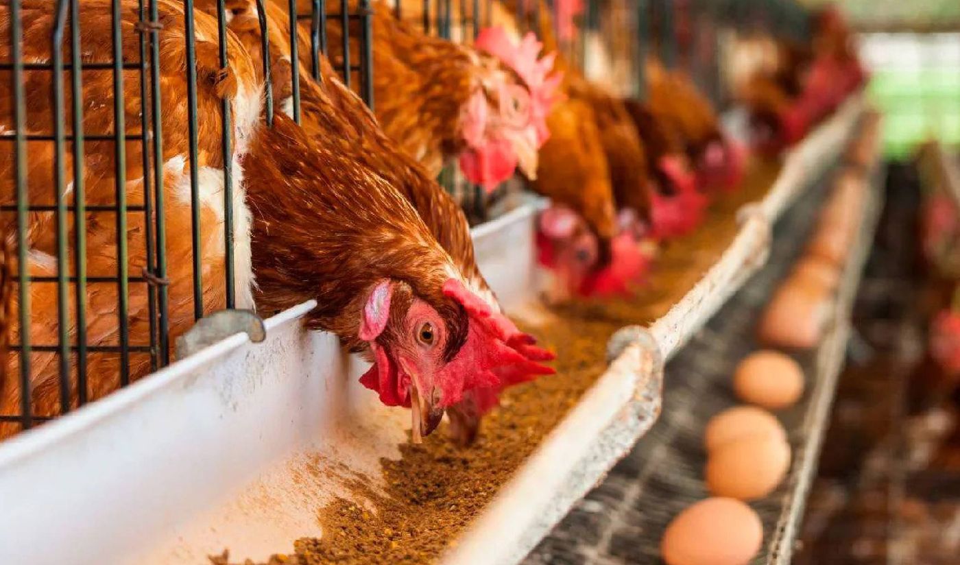 Productor avícola (1).jpg