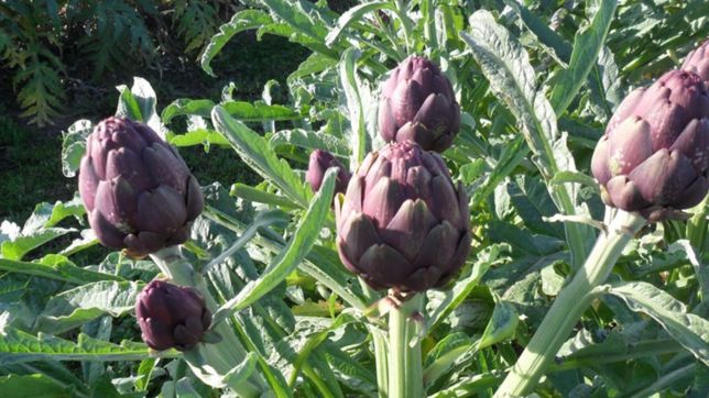 la fiesta del alcaucil cierra con su tradicional recorrido de restaurantes en modo online